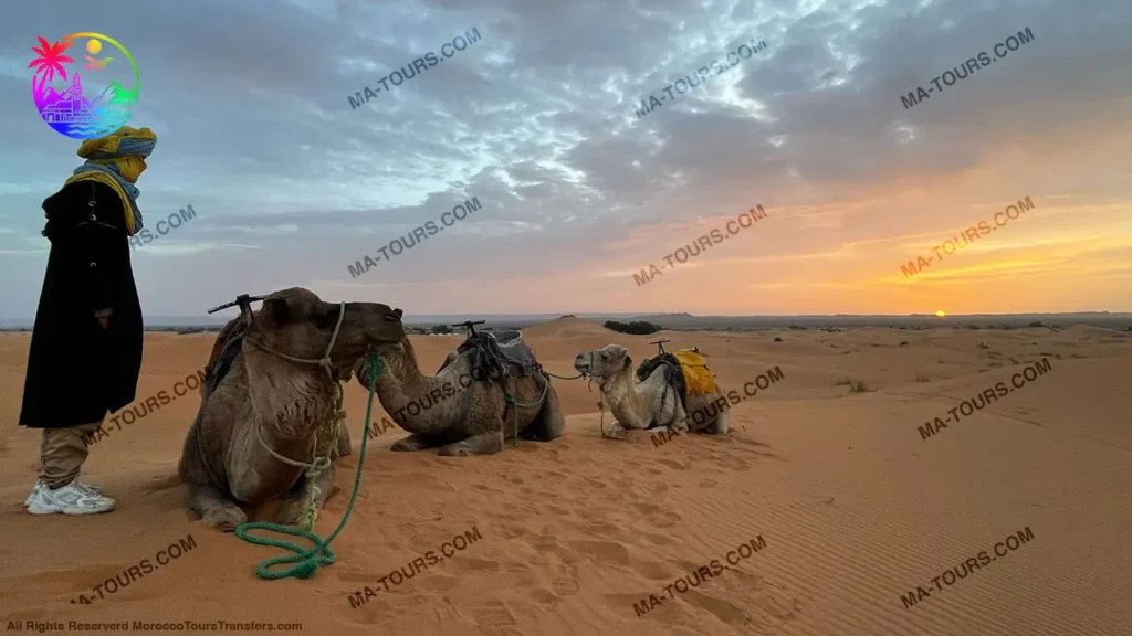 Desert camp in Morocco with camels resting in the sand and a guide watching the sunset, part of a 13-day tour by Morocco Tours & Transfers