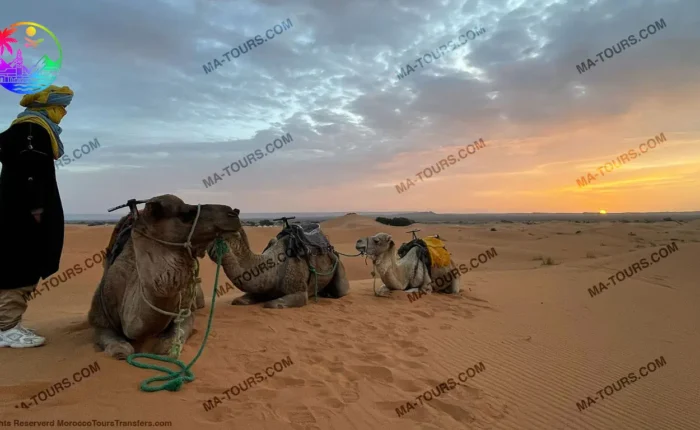 Desert camp in Morocco with camels resting in the sand and a guide watching the sunset, part of a 13-day tour by Morocco Tours & Transfers