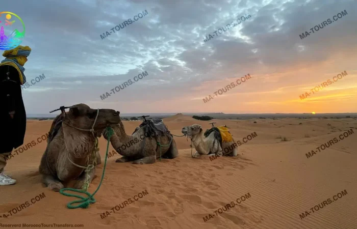 Desert camp in Morocco with camels resting in the sand and a guide watching the sunset, part of a 13-day tour by Morocco Tours & Transfers