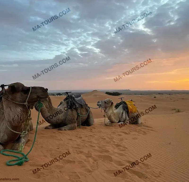 Desert camp in Morocco with camels resting in the sand and a guide watching the sunset, part of a 13-day tour by Morocco Tours & Transfers