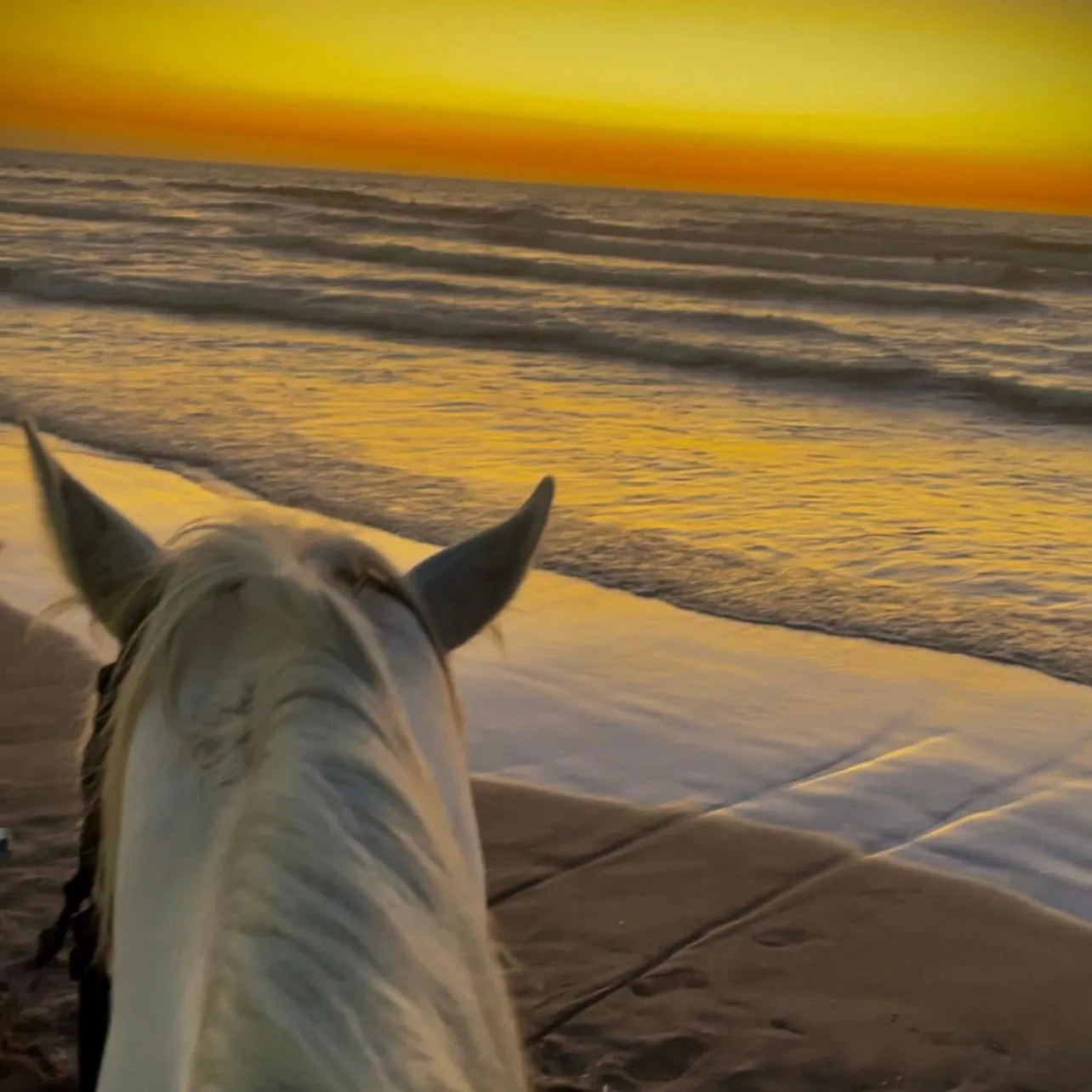 A horse’s perspective during a ride along the beach at sunset, with the golden sky and calm ocean waves in the background