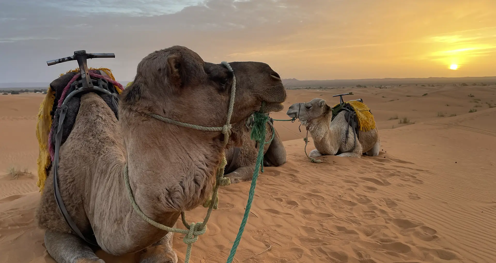 Silhouetted camels resting on golden desert dunes with a gorgeous sunset in the background, showcasing the beauty of Morocco’s Sahara Desert with Morocco Tours & Transfers